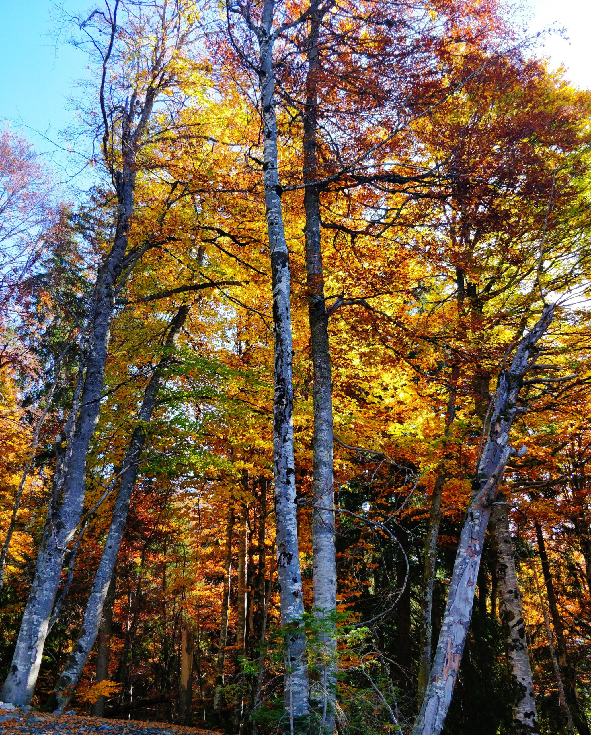 L’arbre de vie ou comment la métaphore peut servir notre confiance.